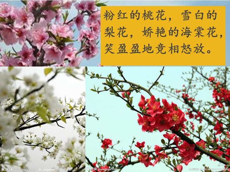 习作指导：我喜欢的花.ppt_第3页