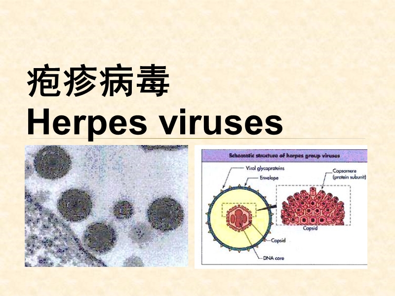 疱疹病毒完整_2.ppt_第1页