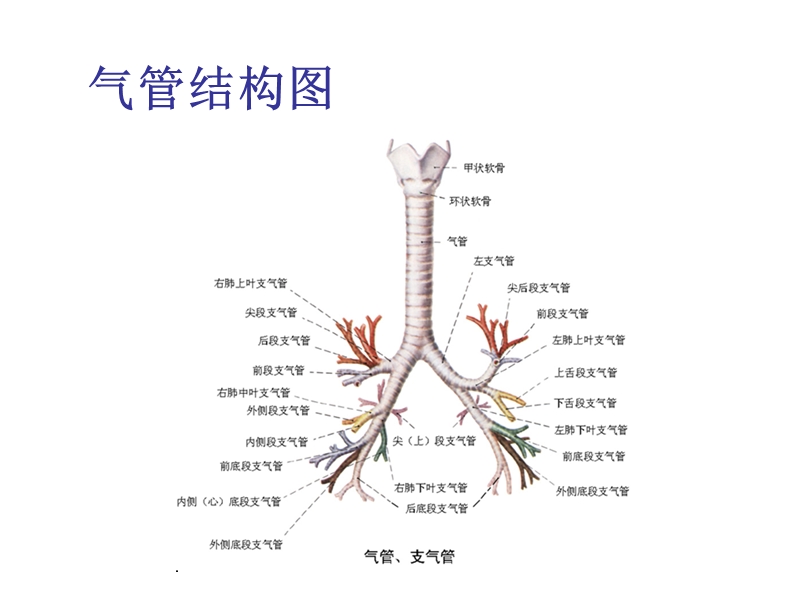 纤维支气管镜检查的护理.ppt_第3页