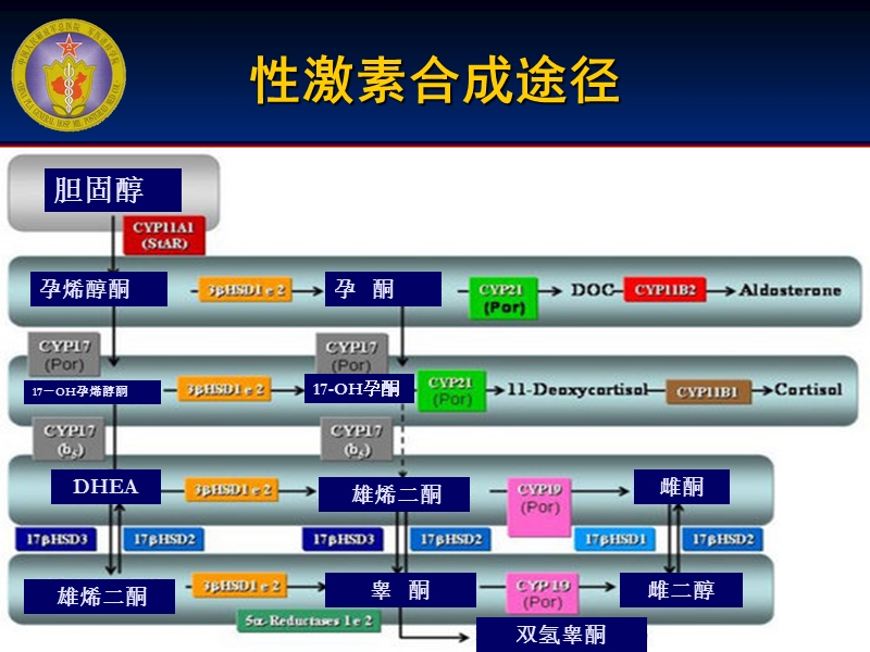 性激素概述及替代治疗策略.ppt_第2页