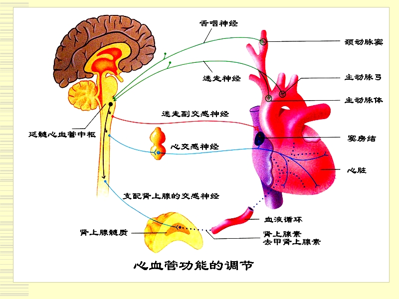 生理学_心血管活动调节.ppt_第2页