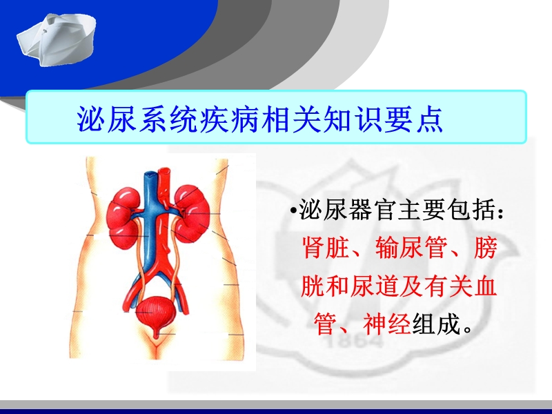 泌尿系统疾病常见症状及护理.ppt_第2页