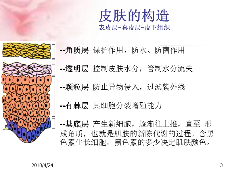 美容必须课 基础护肤.ppt_第3页