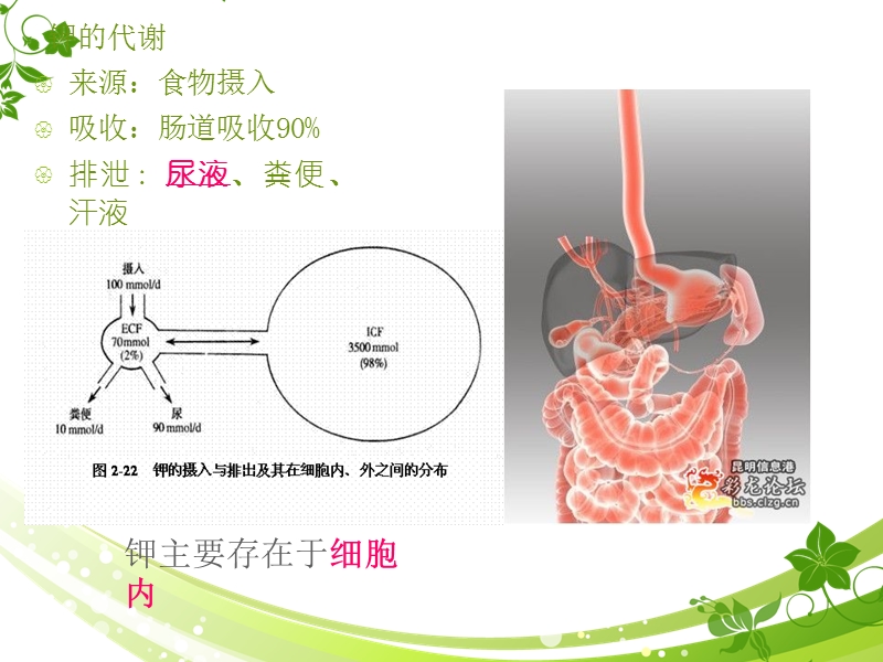 电解质的代谢异常.ppt_第3页