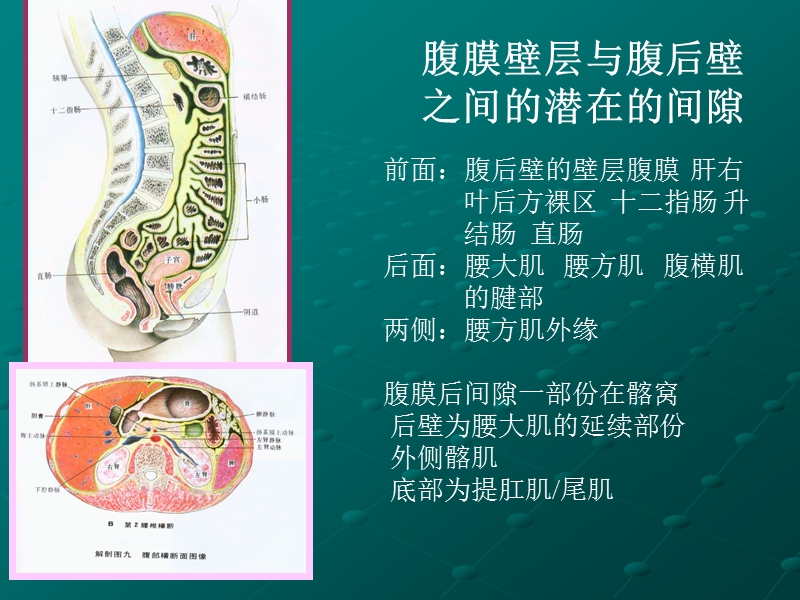 后腹壁及肾上腺疾病.ppt_第2页