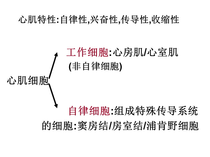 抗心律失常药.ppt_第3页