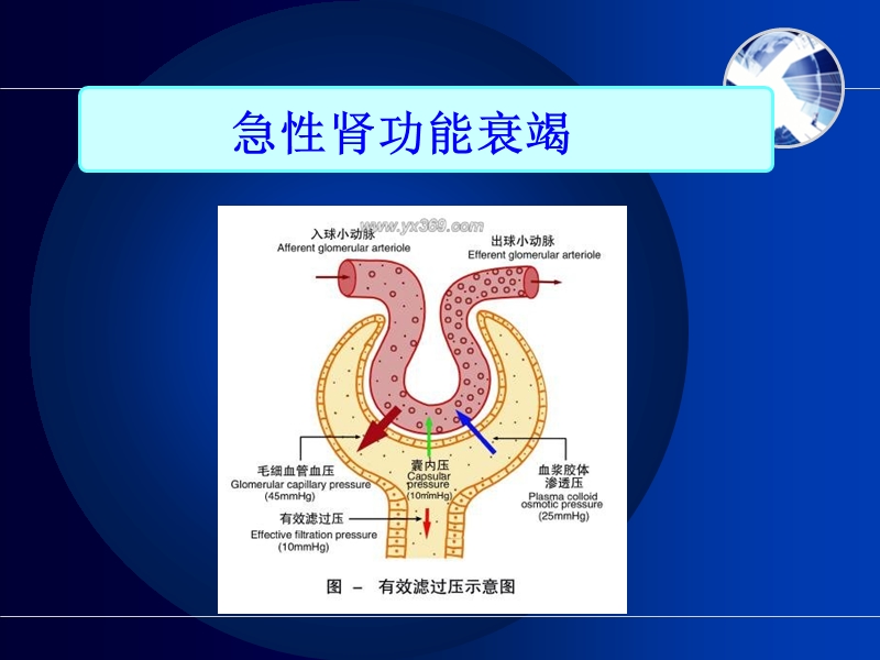 急性肾功能衰竭病人的护理.ppt_第2页