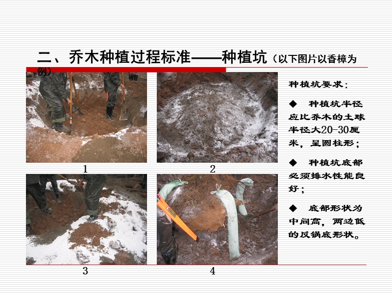 乔木种植过程标准(2010版).ppt_第3页