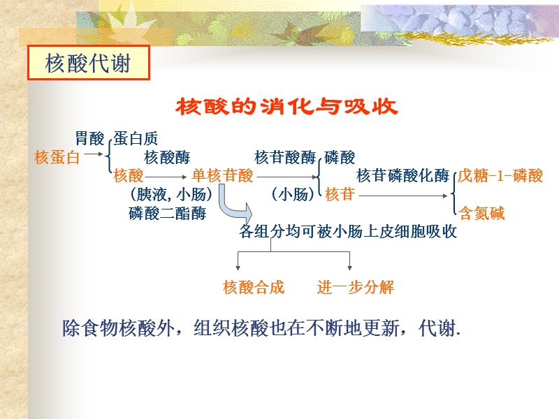 核酸分解代谢2012.ppt_第3页