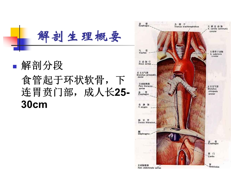 食管疾病护理.ppt_第3页