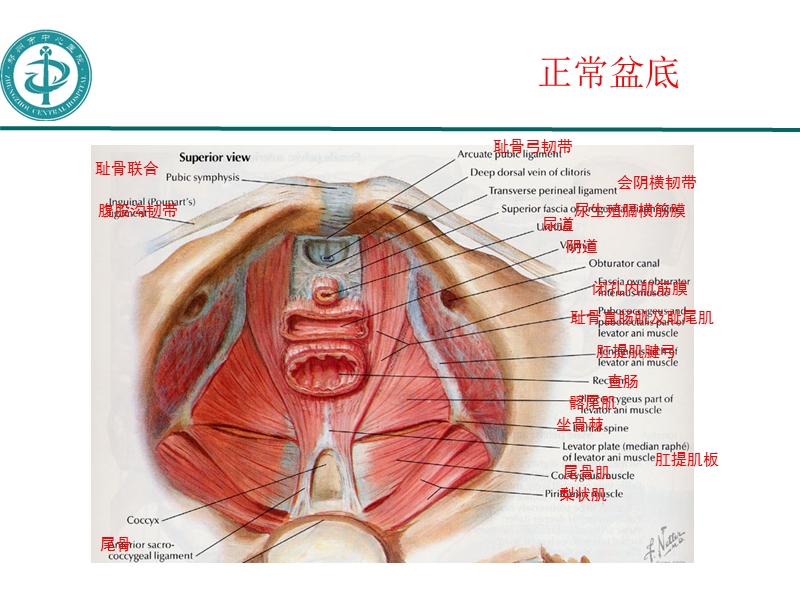 产后康复.pptx_第2页