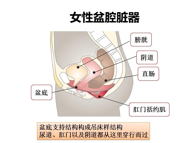 产后康复.pptx_第3页