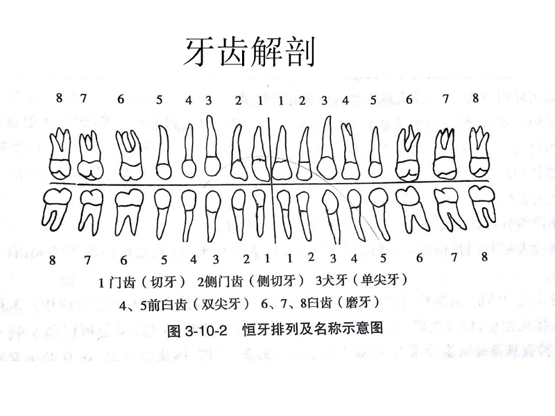 口腔摄影.ppt_第3页