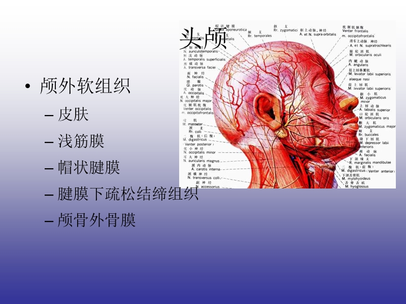 颅脑的影像解剖与常见变异.ppt_第2页