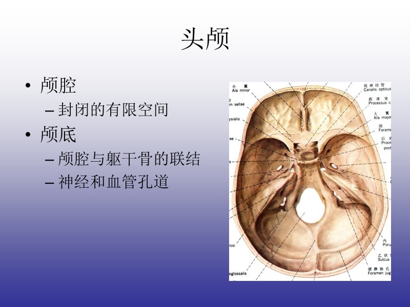 颅脑的影像解剖与常见变异.ppt_第3页