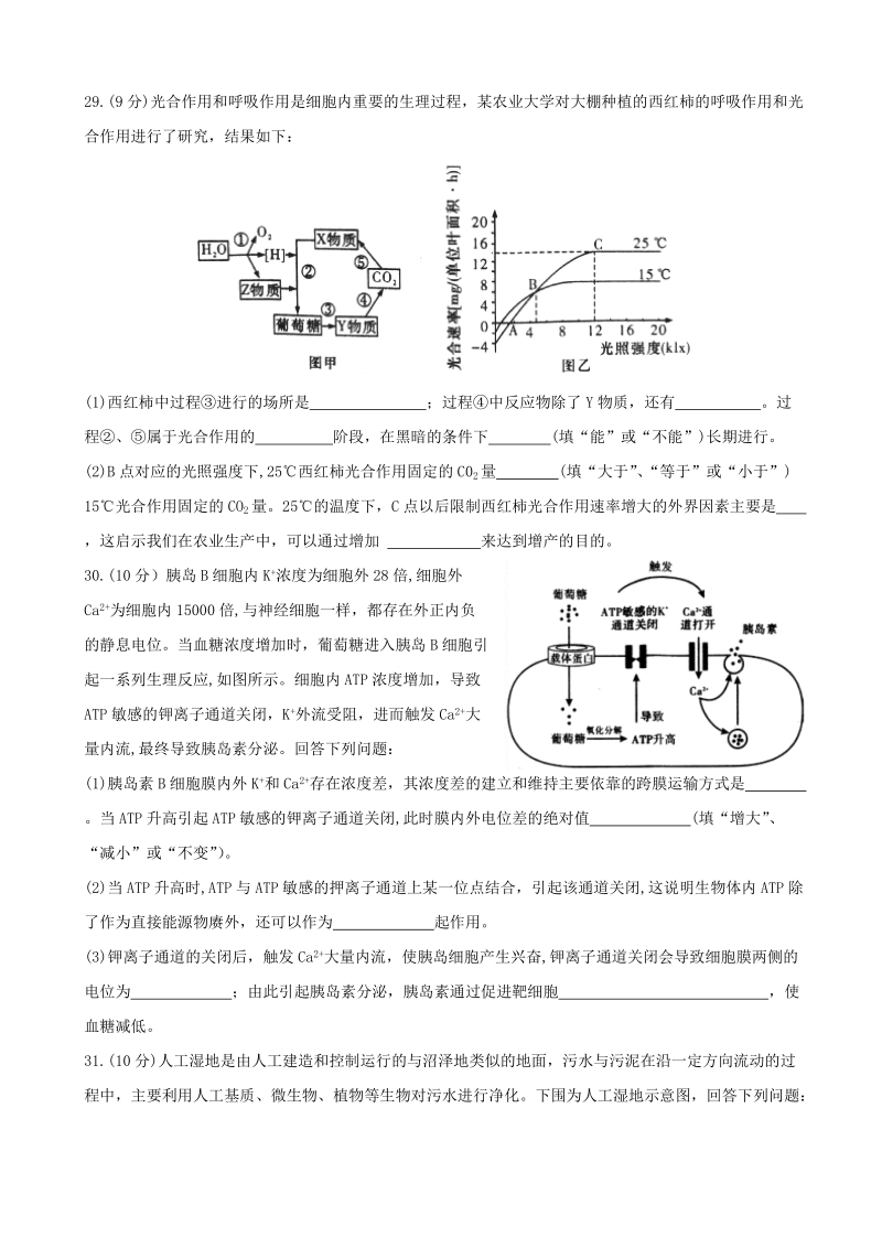 2017年山东省师范大学附属中学高三第八次模拟考试理综生物试题.doc_第3页