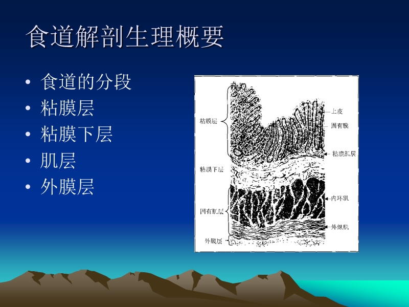 食管癌护理.ppt_第2页