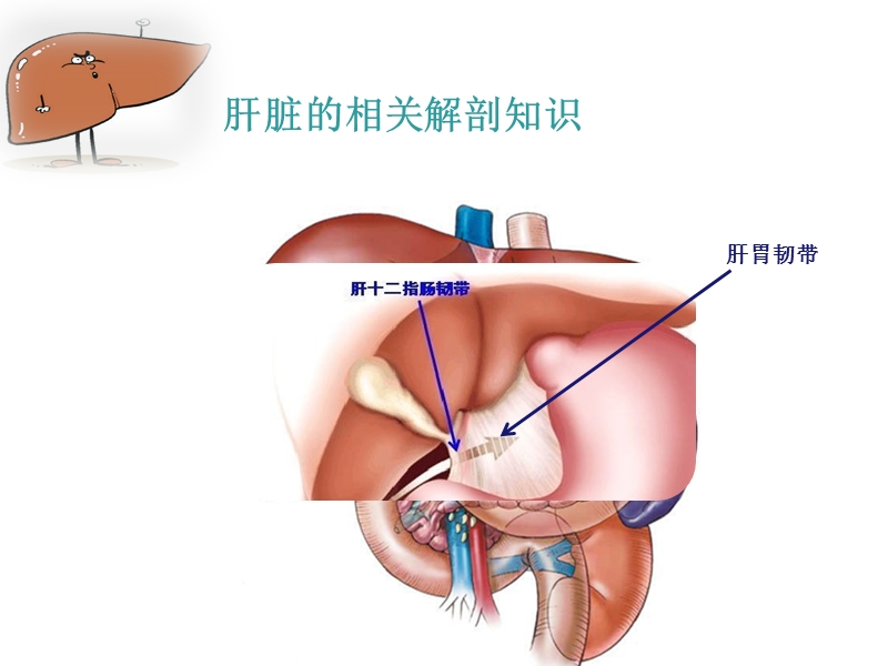 右半肝切除术手术配合.ppt_第3页