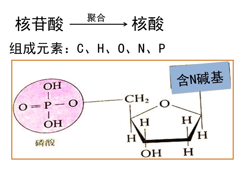 23核酸 终2015.ppt_第3页