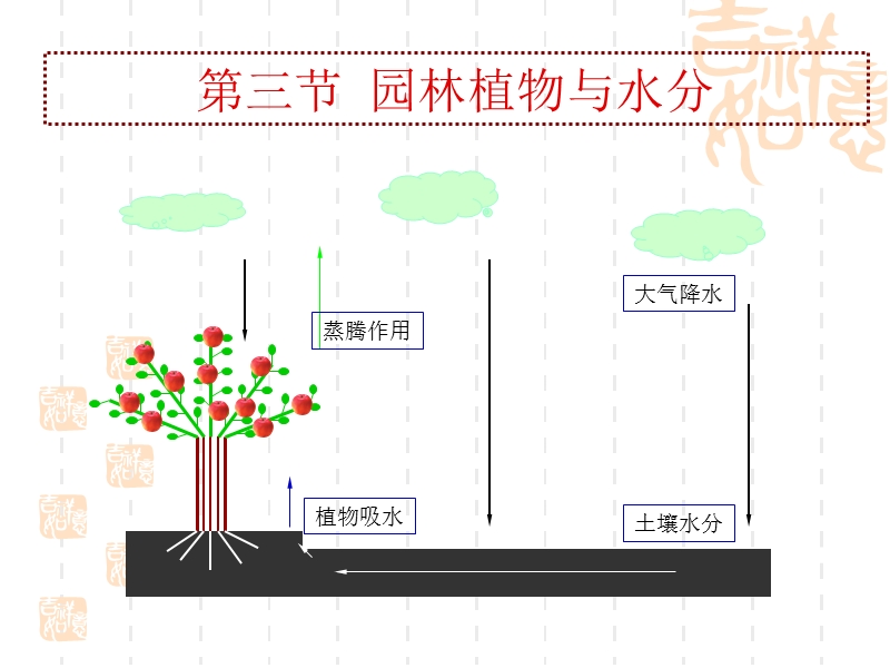 园林植物与水分.ppt_第1页