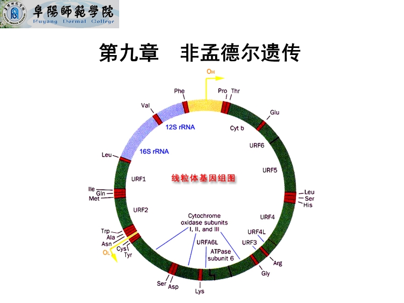 9非孟德尔遗传.ppt_第1页