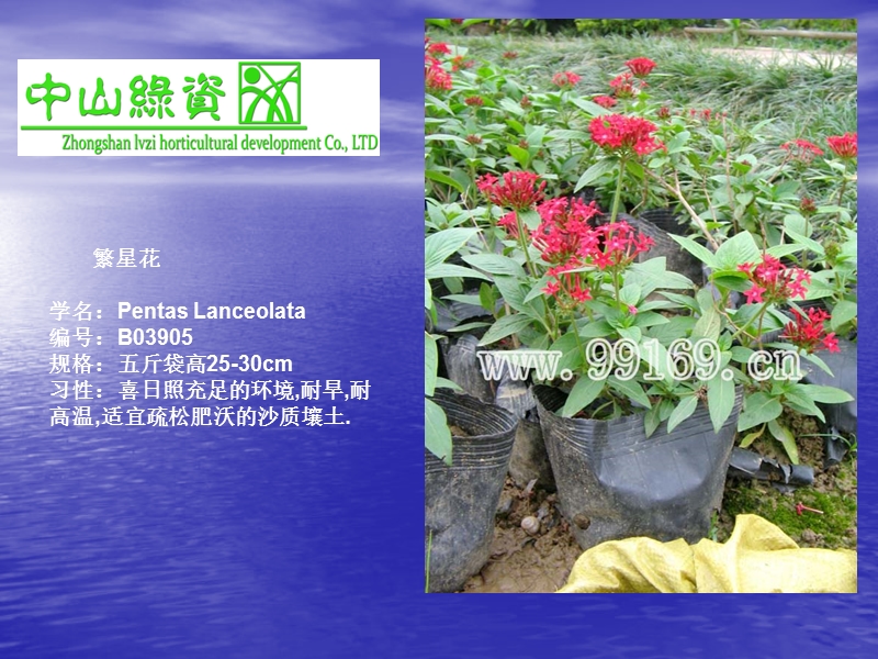 21_繁星花_非洲茉莉_福建茶_狗牙花_龟背竹_价格_花木场.ppt_第1页