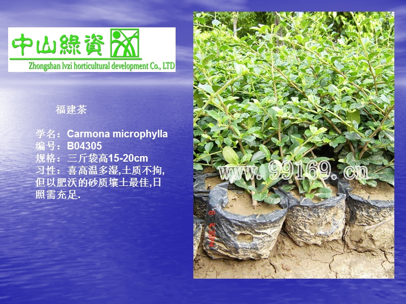 21_繁星花_非洲茉莉_福建茶_狗牙花_龟背竹_价格_花木场.ppt_第3页