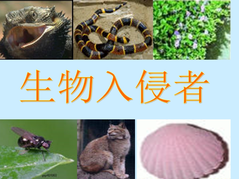 《生物入侵者》ppt课件[1].ppt_第3页