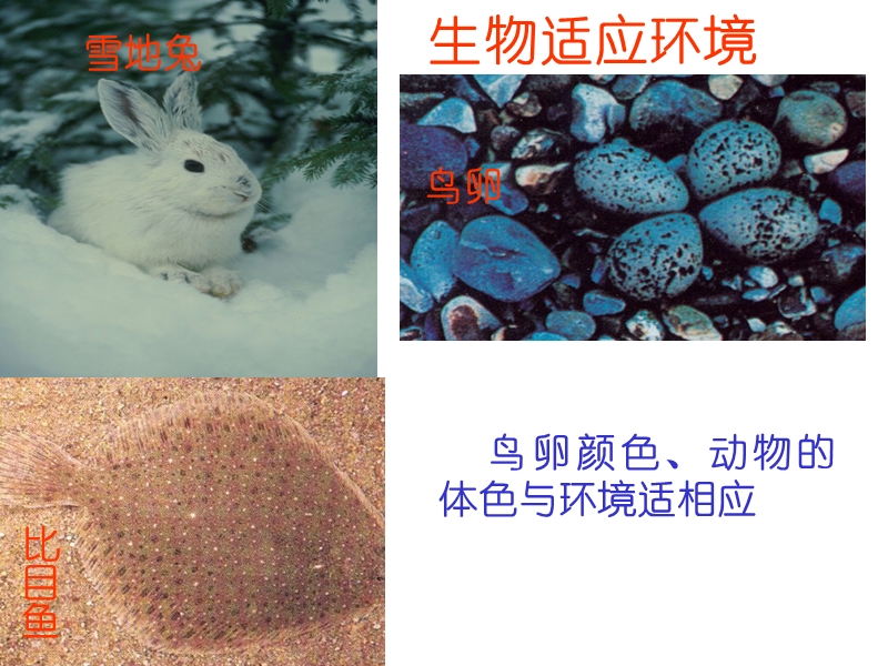 高一生物课件.ppt_第2页