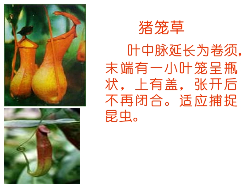 高一生物课件.ppt_第3页