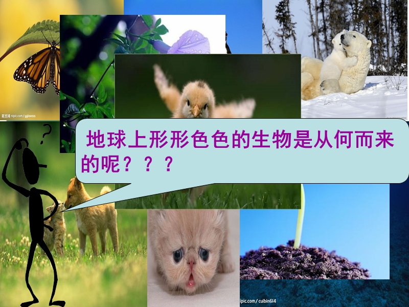 《现代生物进化理论的由来》课件.ppt_第1页