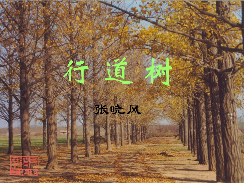 《行道树》课件4.ppt_第1页