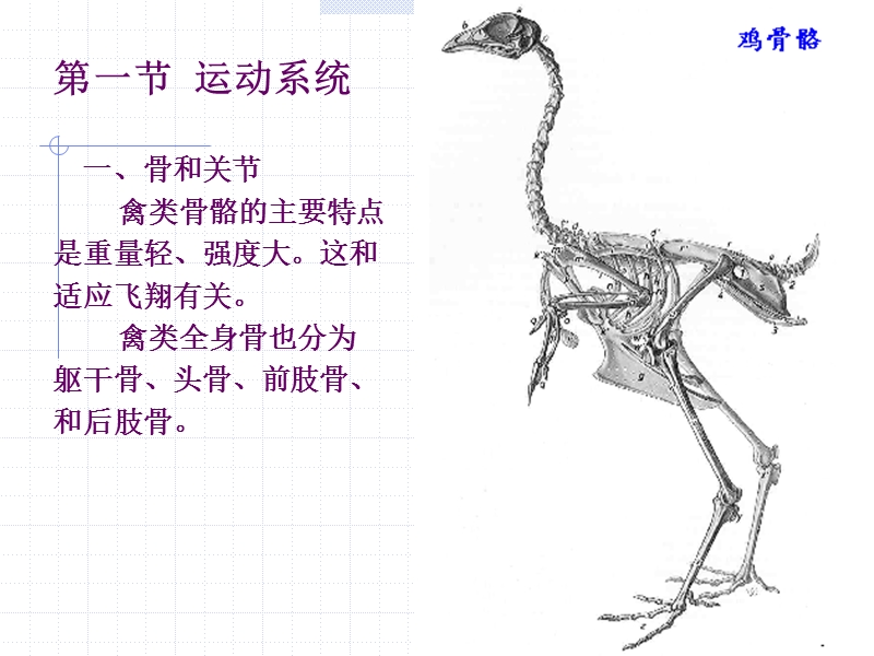 家禽解剖.ppt_第2页