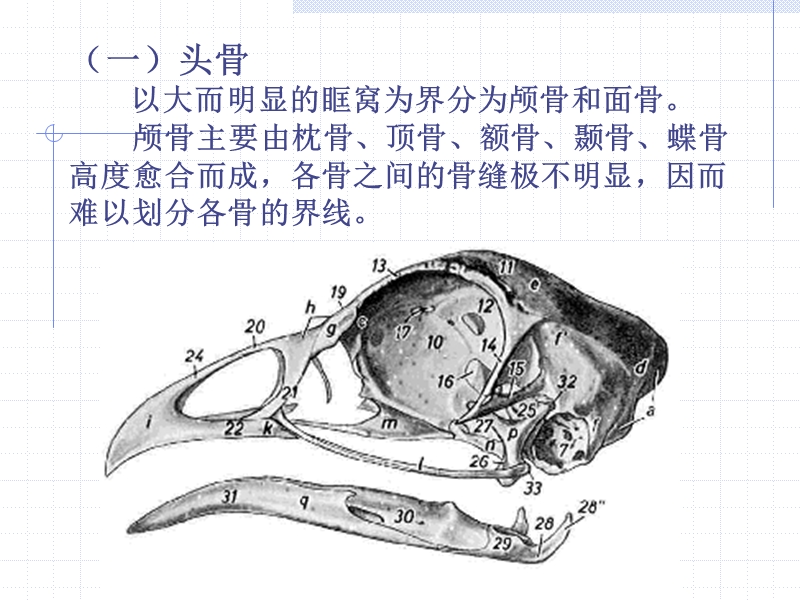 家禽解剖.ppt_第3页