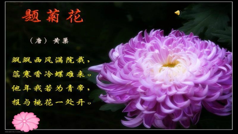 大班国学：题菊花.ppt_第2页