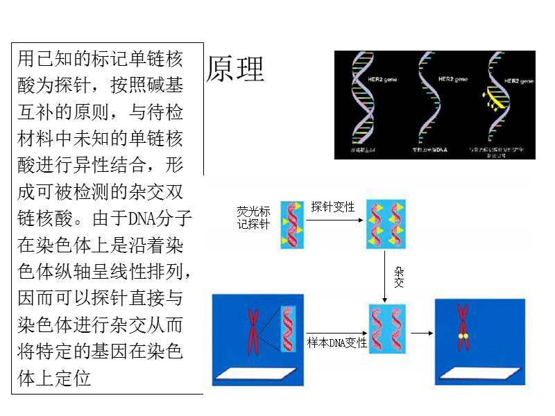 【精品ppt】fish技术在肿瘤病理诊断及肿瘤分子靶点治疗中的应用 - 中山大学肿瘤.ppt_第3页