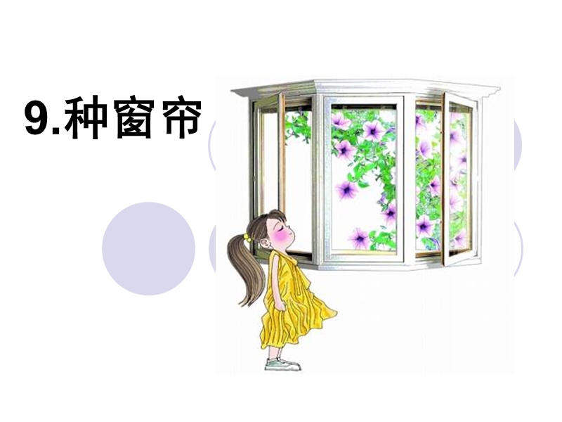 《种窗帘》ppt课件.ppt_第1页