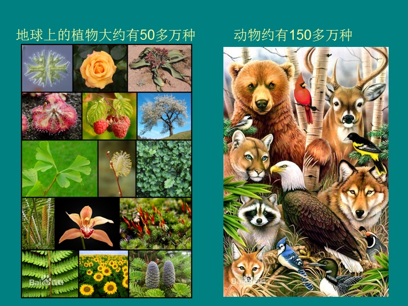 地球的生物与植物.ppt_第2页