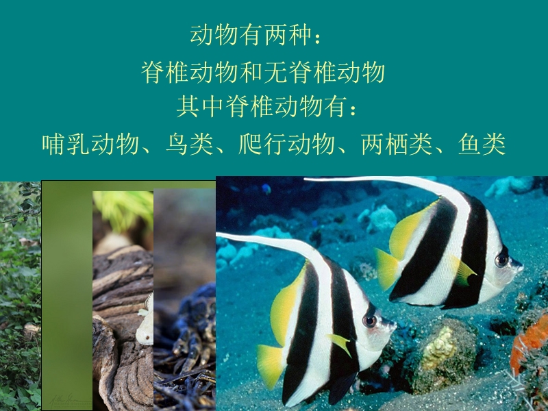 地球的生物与植物.ppt_第3页