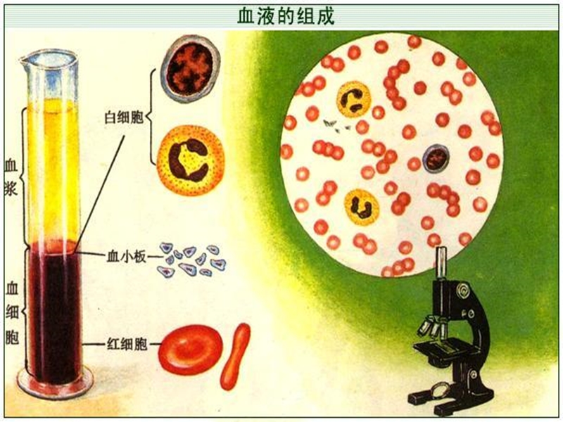 体内物质的运输.ppt_第2页