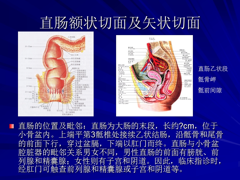 山大-结肠直肠癌.ppt_第3页