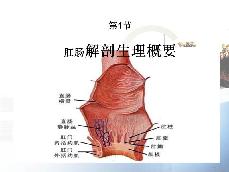 常见肛肠疾病的诊断和治疗.ppt_第3页