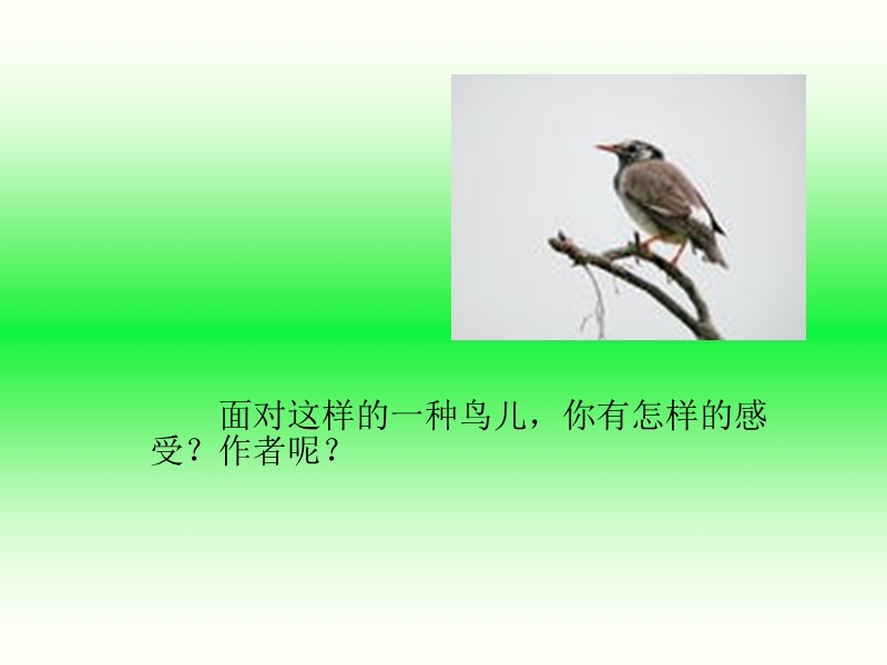 《灰椋鸟简介》.ppt_第2页