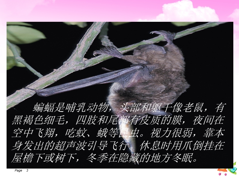 《蝙蝠和雷达》课件1.ppt_第3页