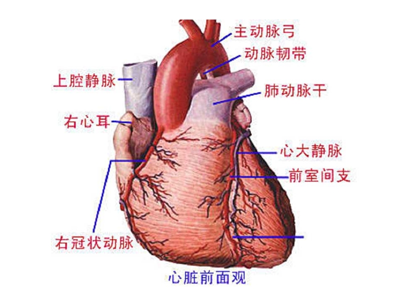 登上健康快车.ppt_第1页