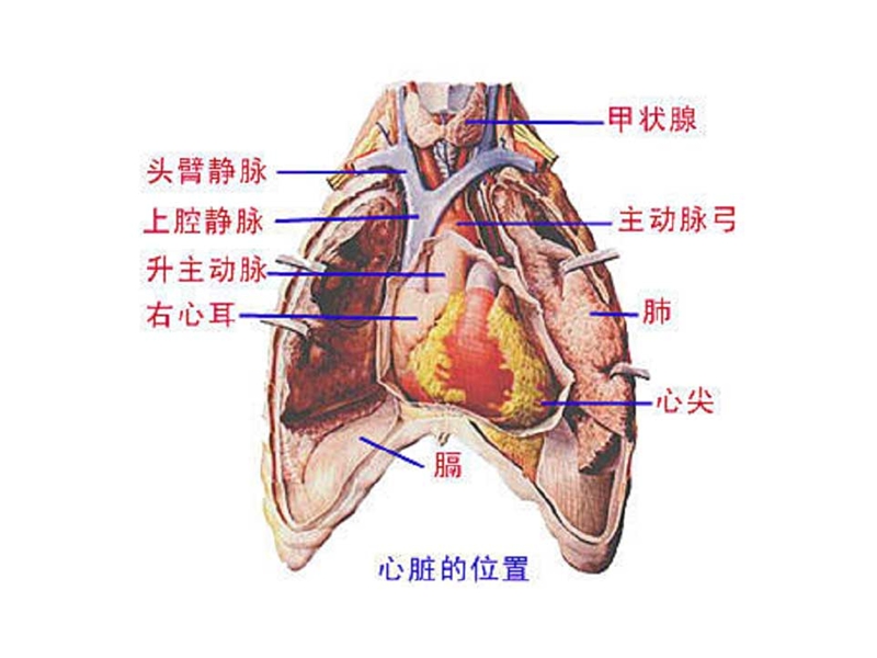 登上健康快车.ppt_第3页