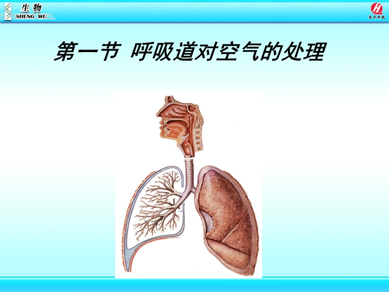 [初一理化生]呼吸道对空气的处理.ppt_第1页