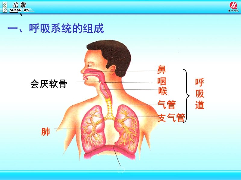 [初一理化生]呼吸道对空气的处理.ppt_第3页