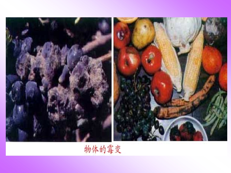 八年级上册细菌和真菌的分布.ppt_第2页