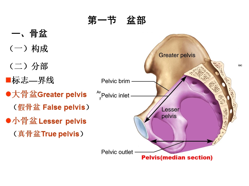 局部解剖-盆部与会阴.ppt_第2页